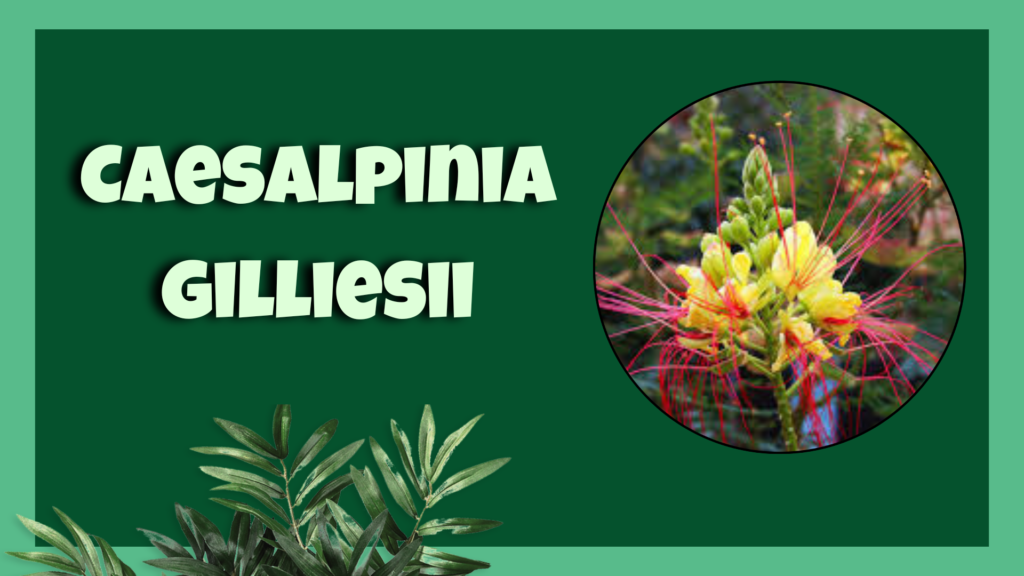 Caesalpinia gilliesii Yellow Bird of Paradise 