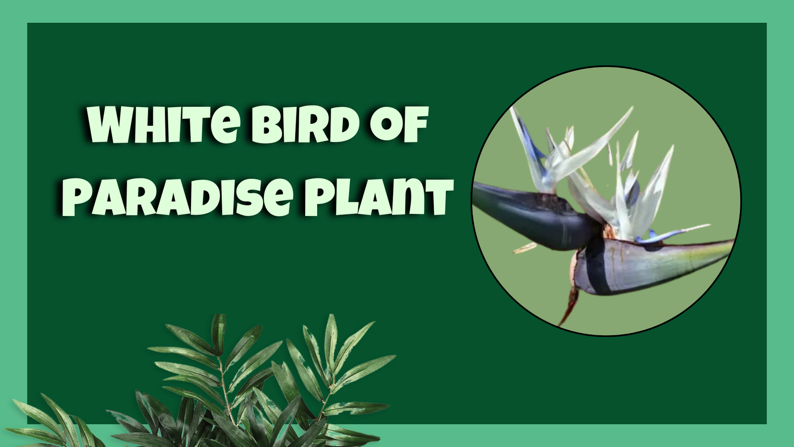 White Bird of Paradise Plant