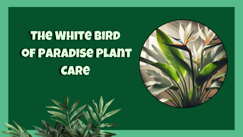 The White Bird of Paradise Plant