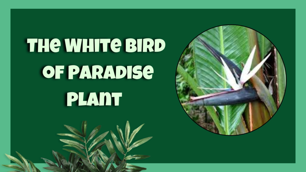 White Bird of Paradise Plant