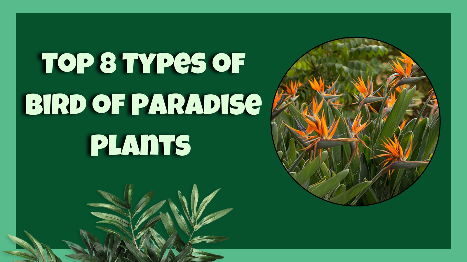 types of birds of paradise plants