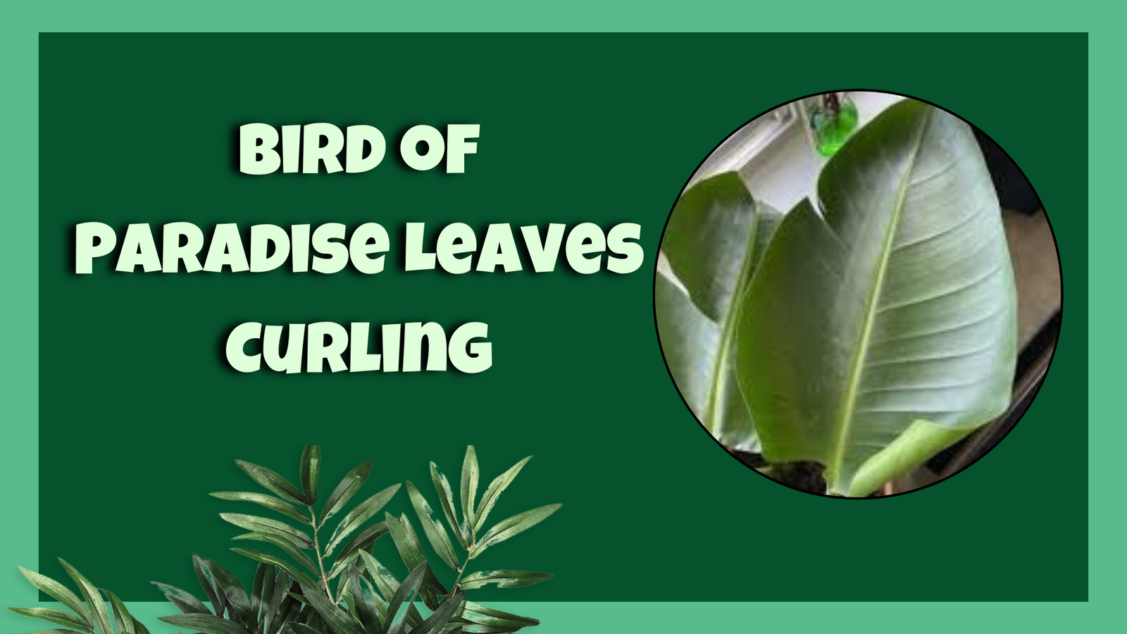 bird of paradise leaves curling