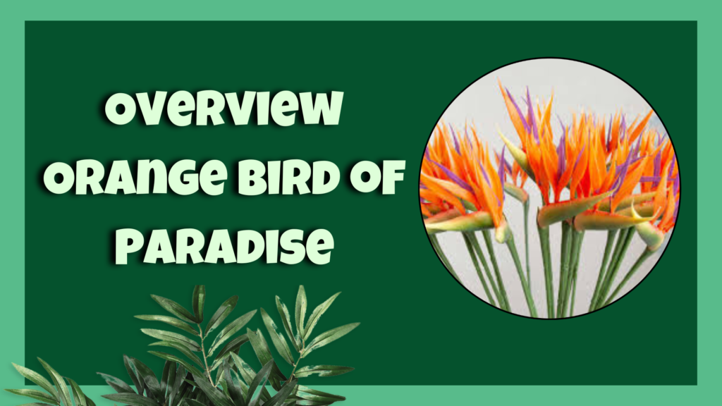  Orange Bird of Paradise 