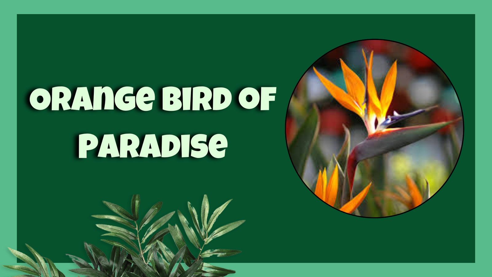 Orange Bird of Paradise plant