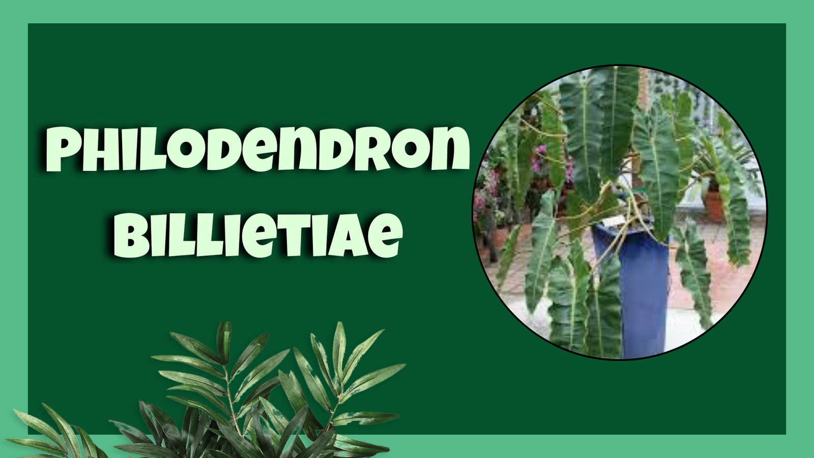 philodendron billietiae