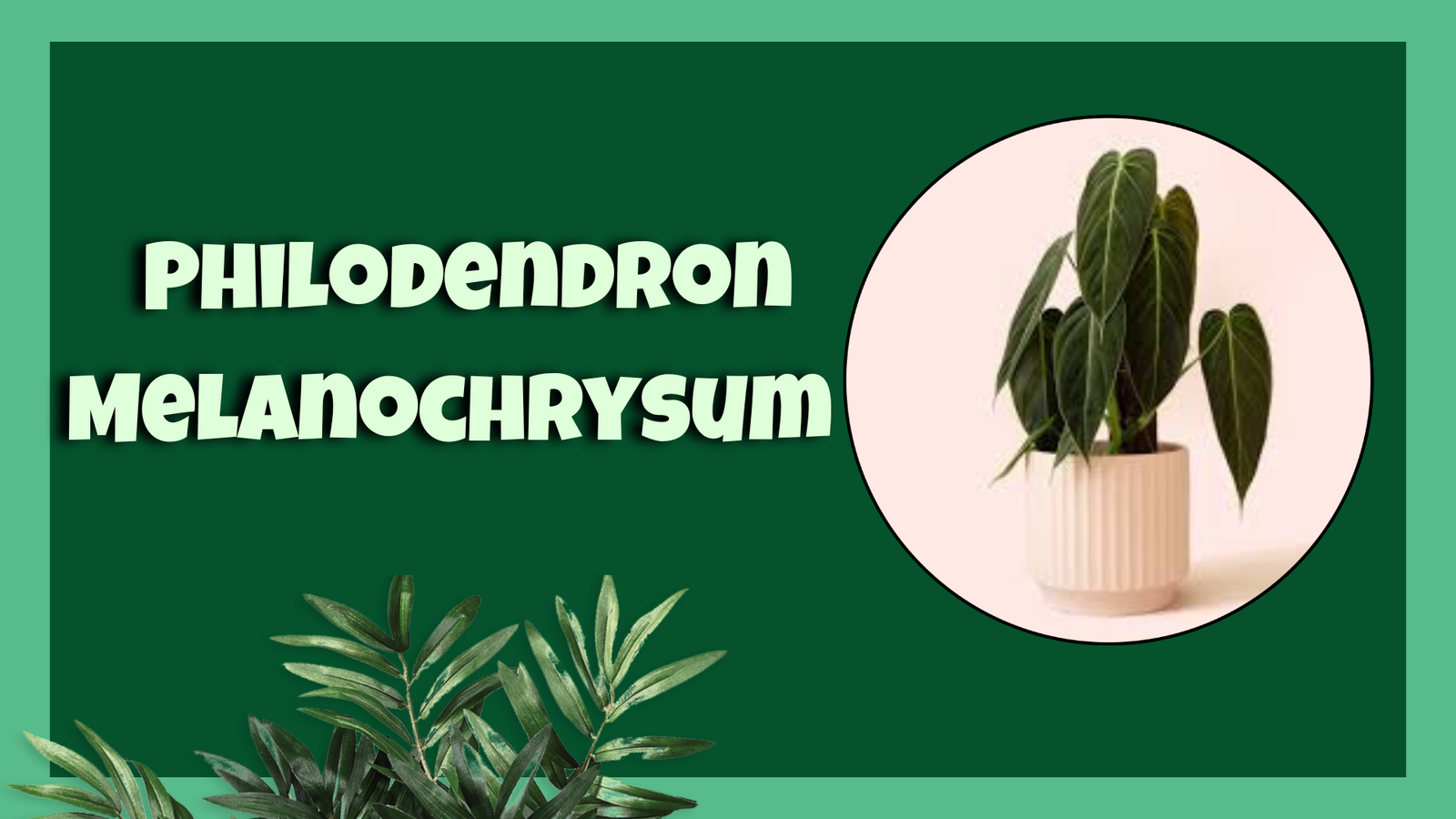 Philodendron Melanochrysum