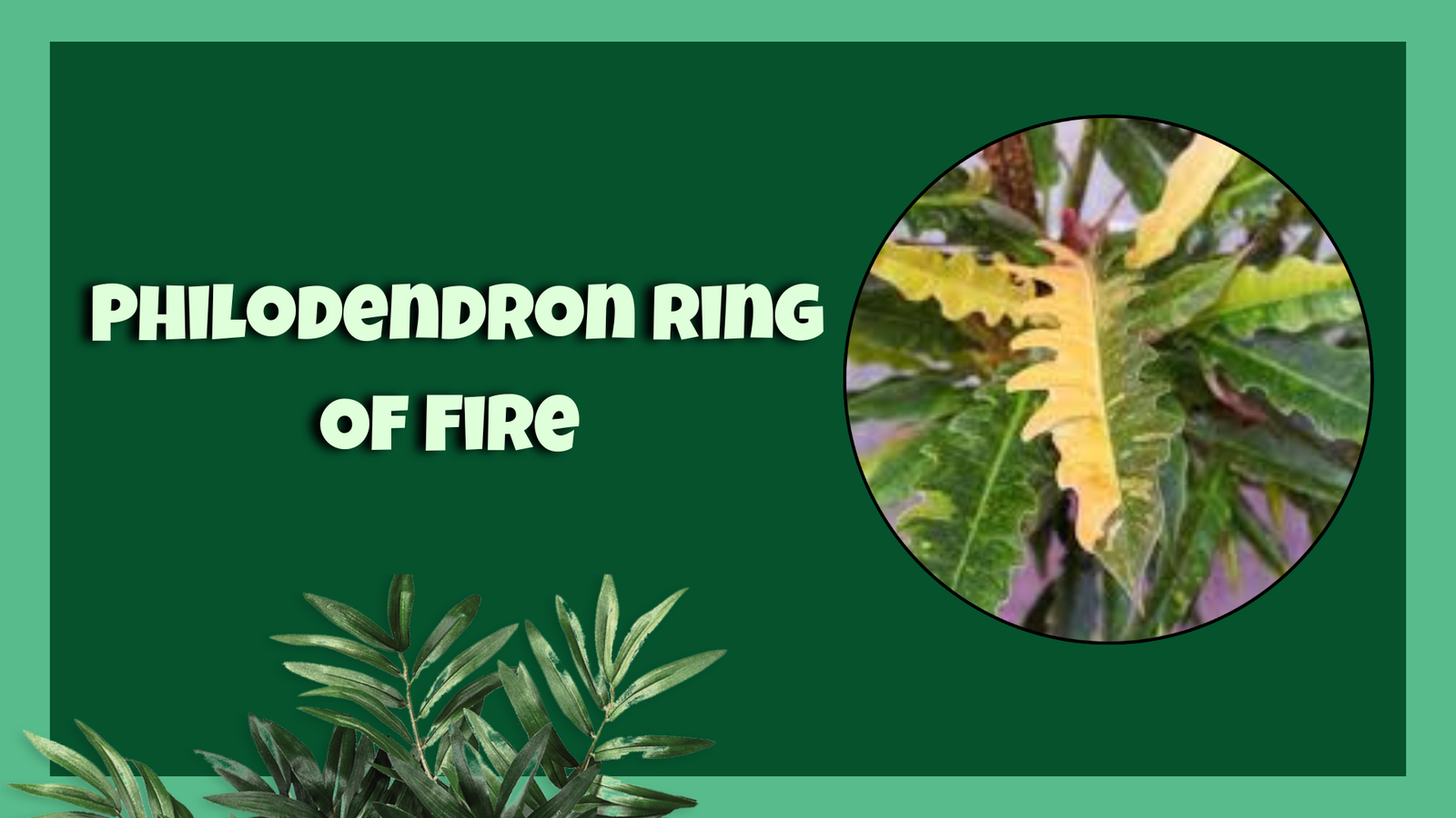 philodendron ring of fire