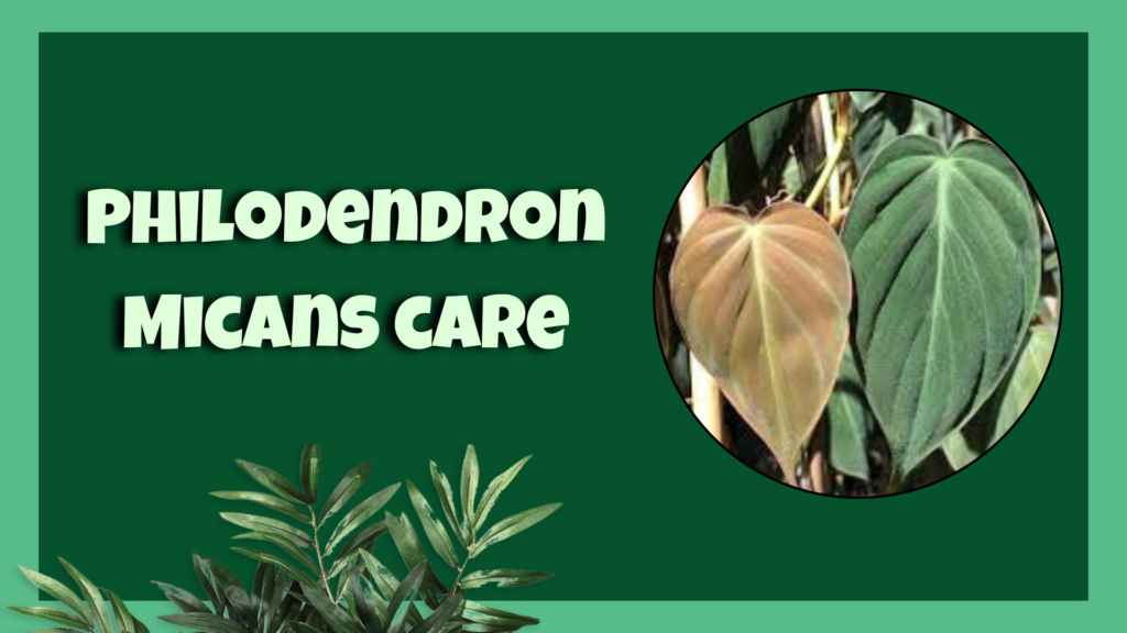 philodendron micans

