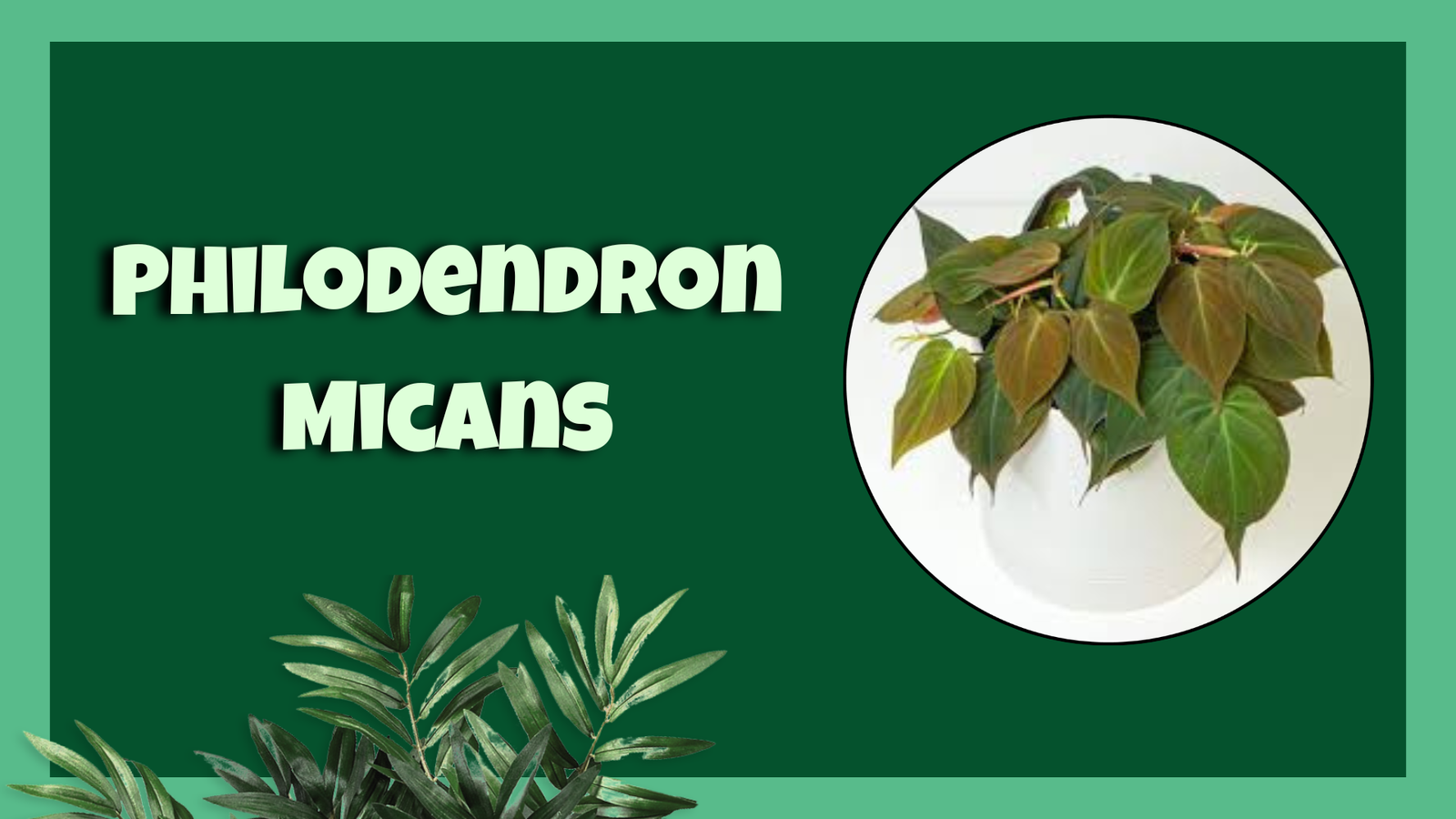 philodendron micans