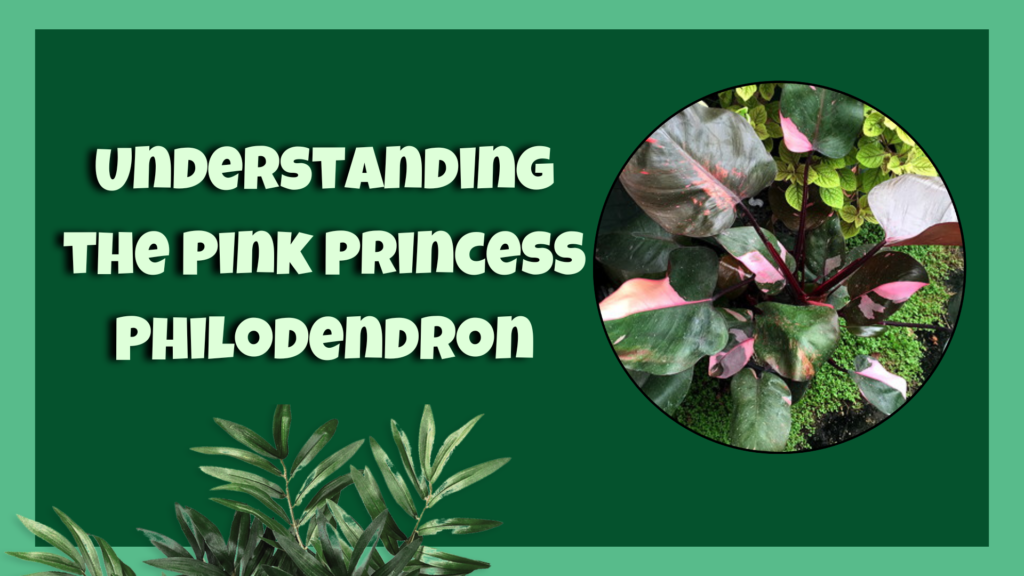 philodendron pink princess 