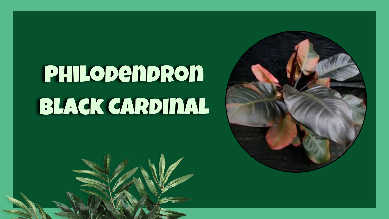 Black Cardinal Philodendron