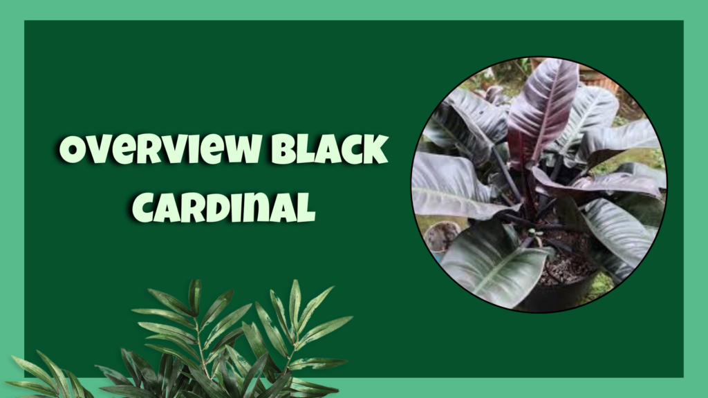 Black Cardinal Philodendron