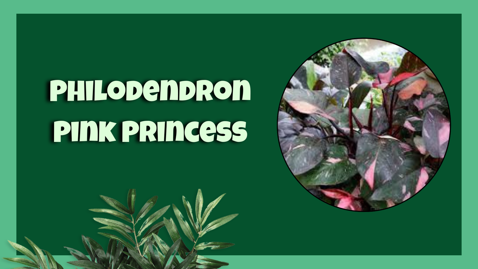 Philodendron Pink Princess