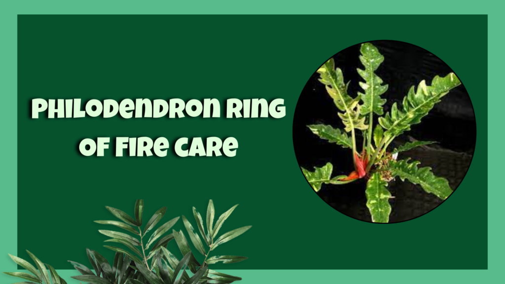 philodendron ring of fire