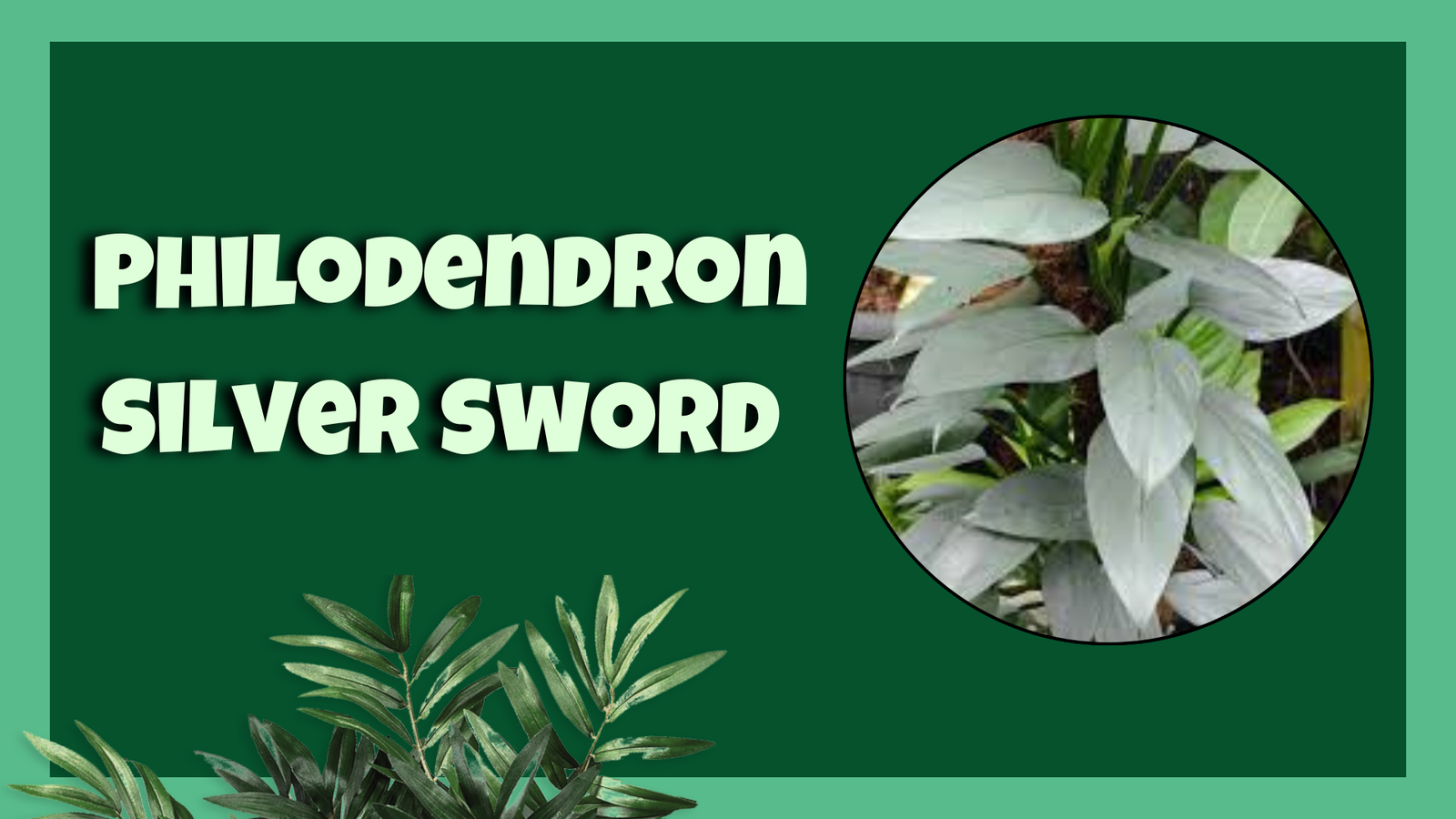 Philodendron Silver Sword