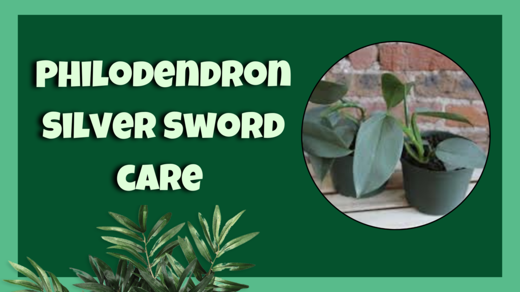 philodendron silver sword 