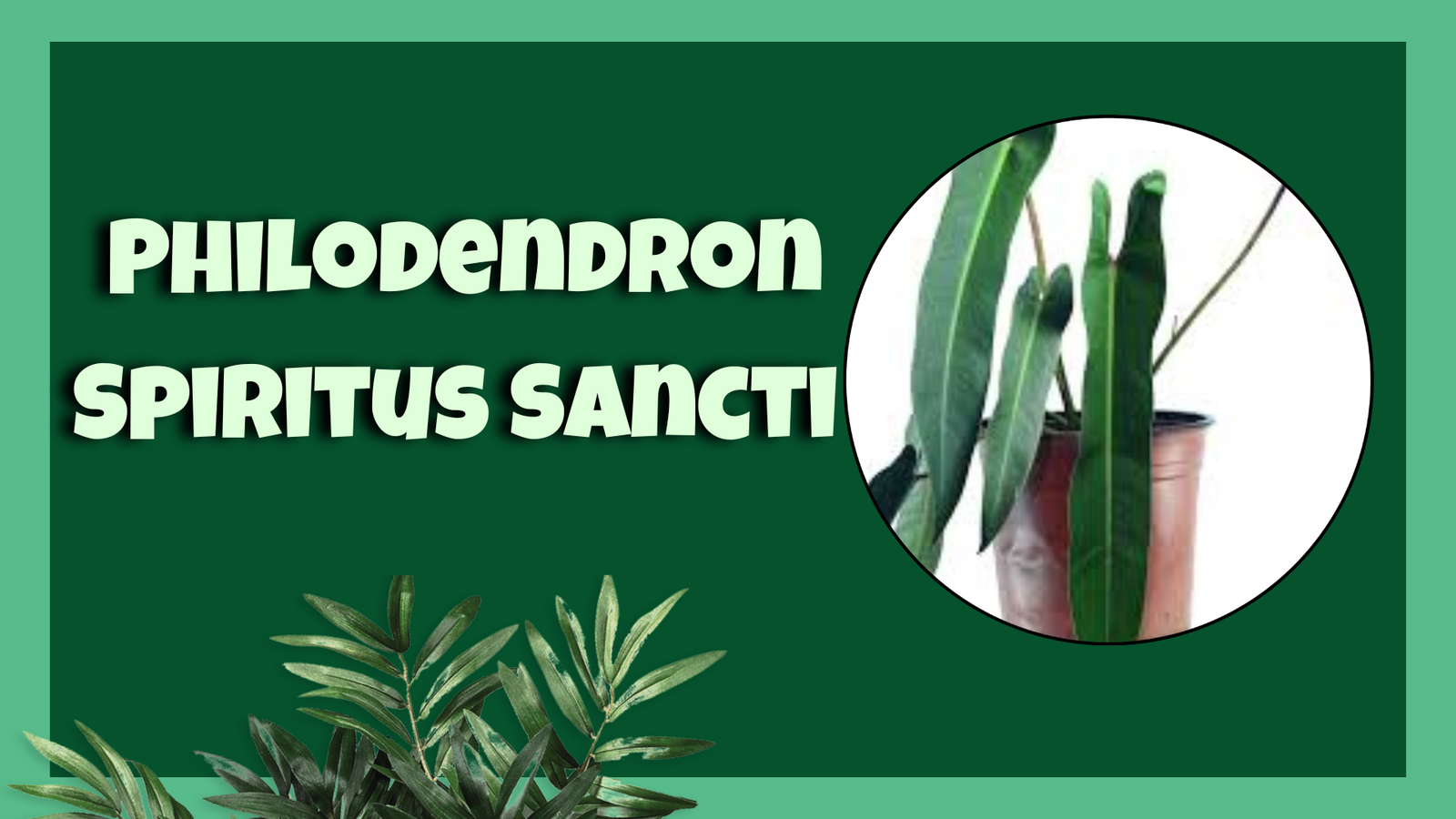 philodendron spiritus sancti