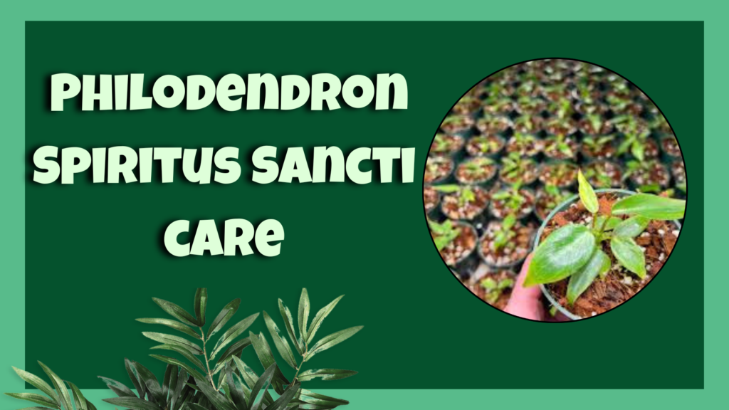 philodendron spiritus sancti 