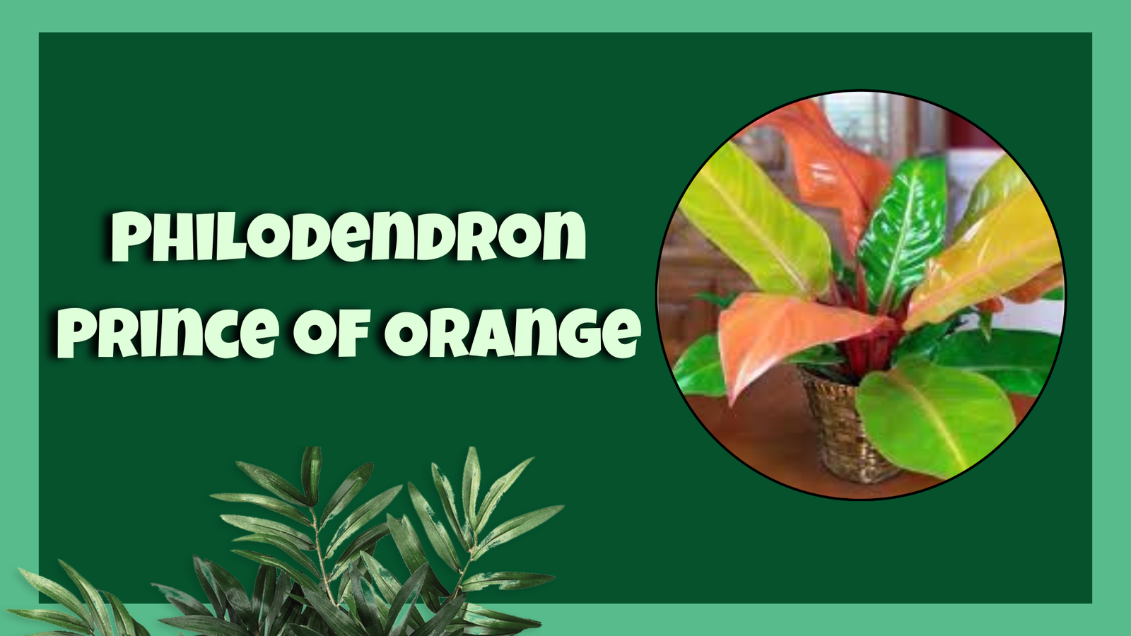 Philodendron Prince of Orange