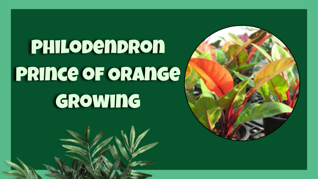 Philodendron Prince of Orange
