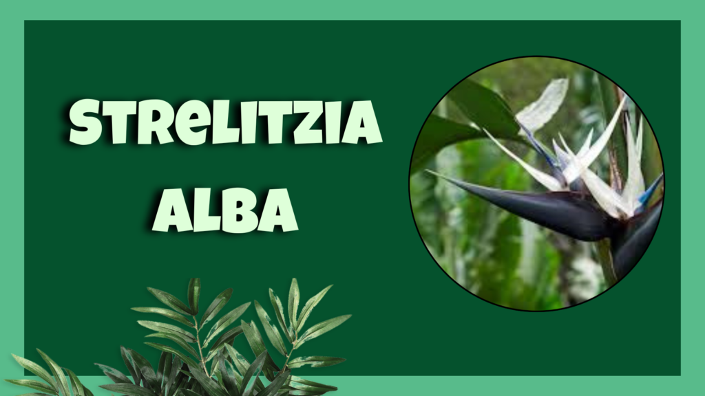 Strelitzia alba White Bird of Paradise