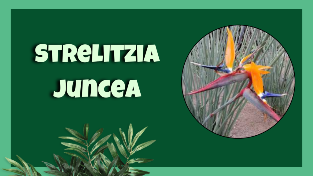 Strelitzia juncea Bird of Paradise