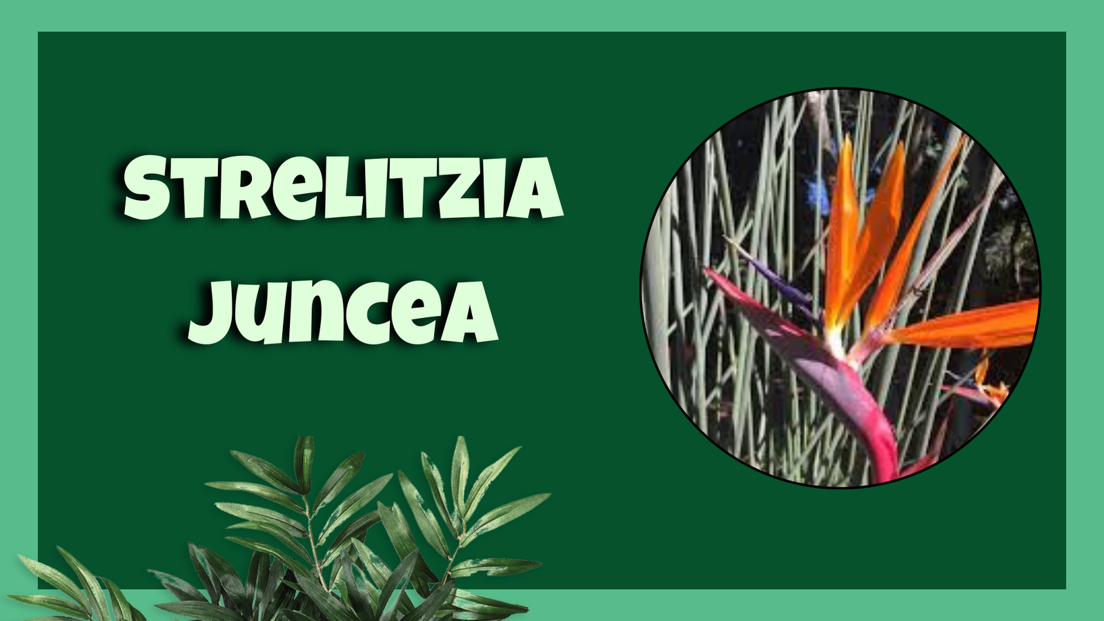 Strelitzia juncea Bird of Paradise