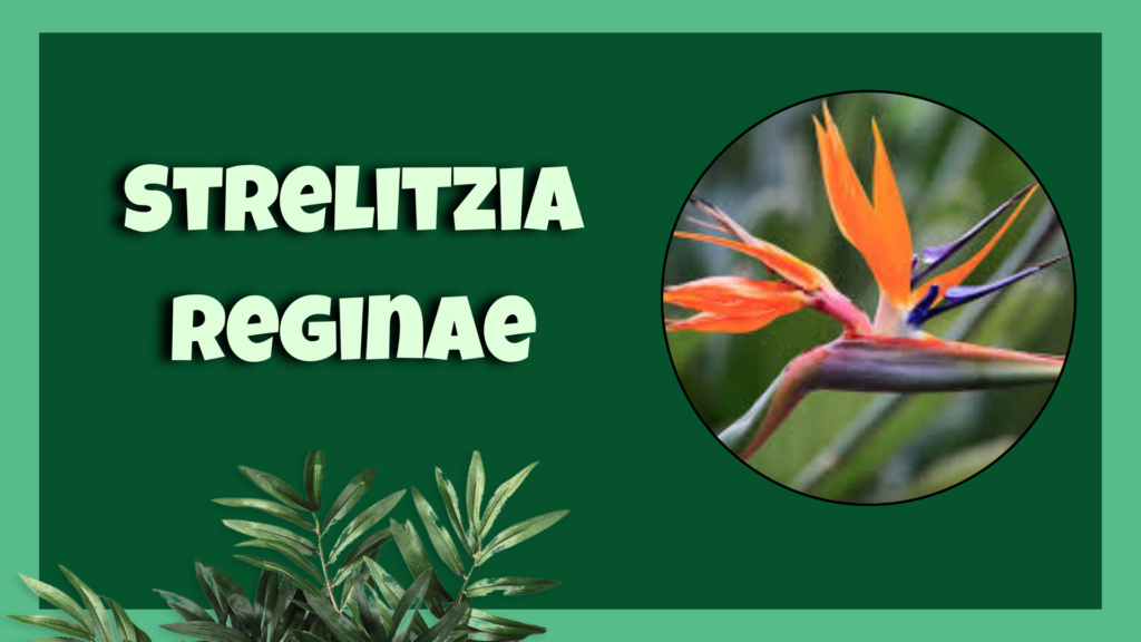 Strelitzia reginae Bird of Paradise 