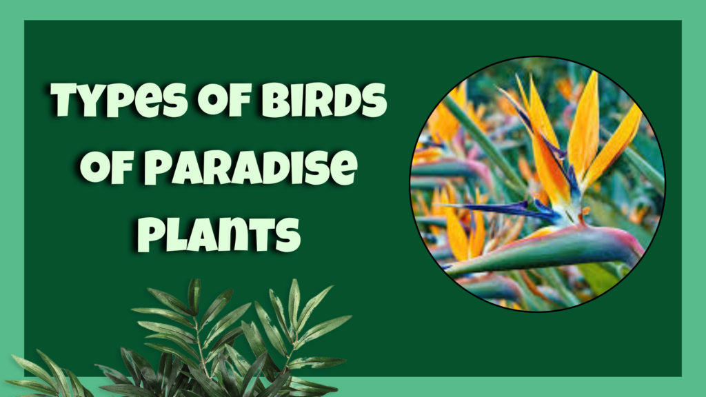 Types of Birds of Paradise Plants