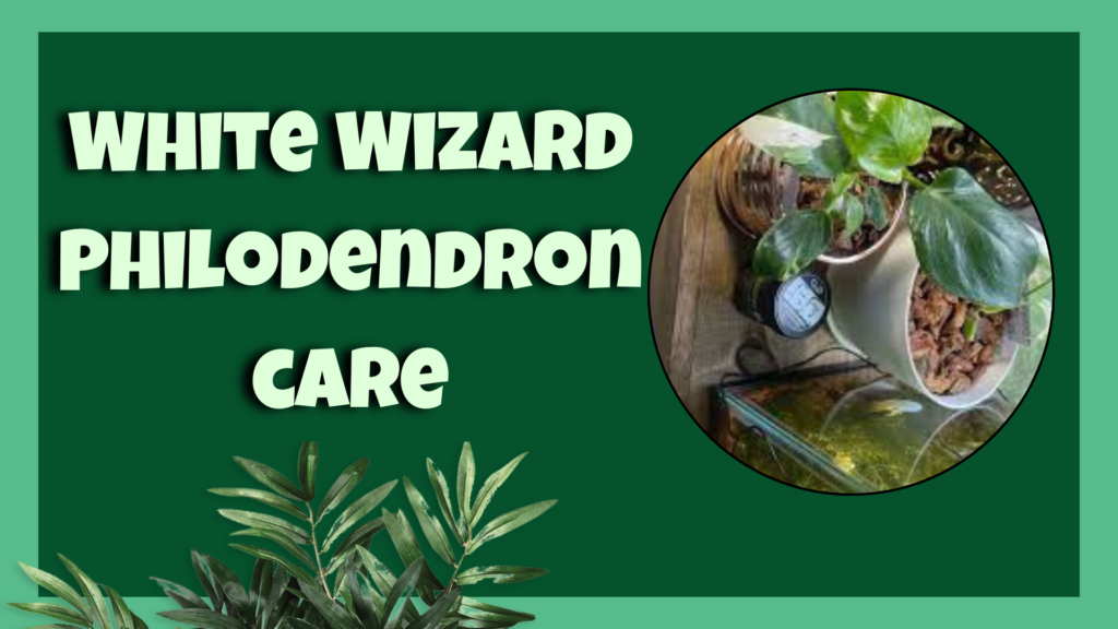 white wizard philodendron 