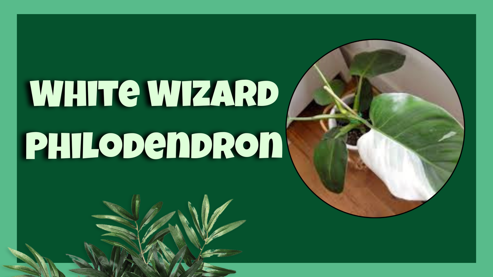 white wizard philodendron