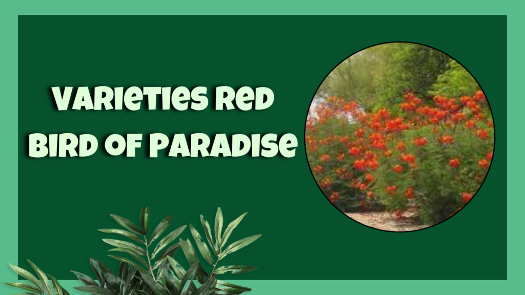 red bird of paradise 