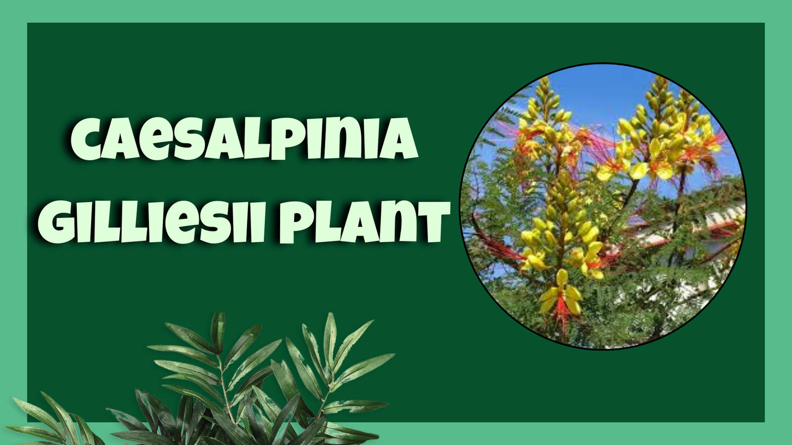 caesalpinia gilliesii plant Bird of Paradise