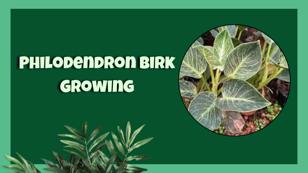 philodendron birkin 