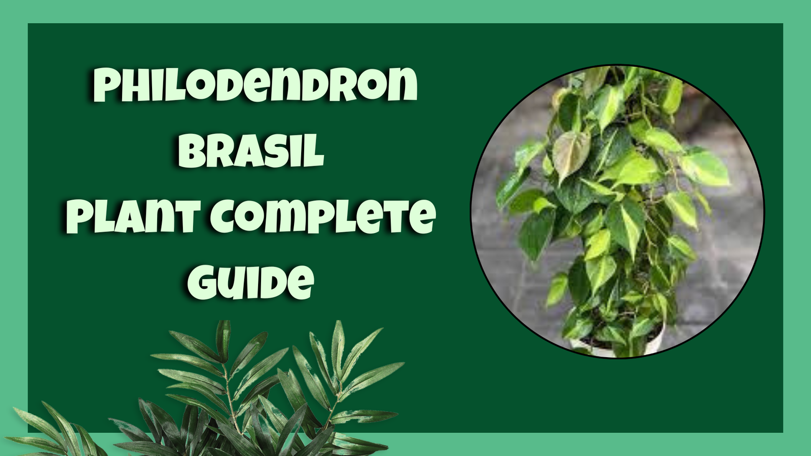 philodendron brasil