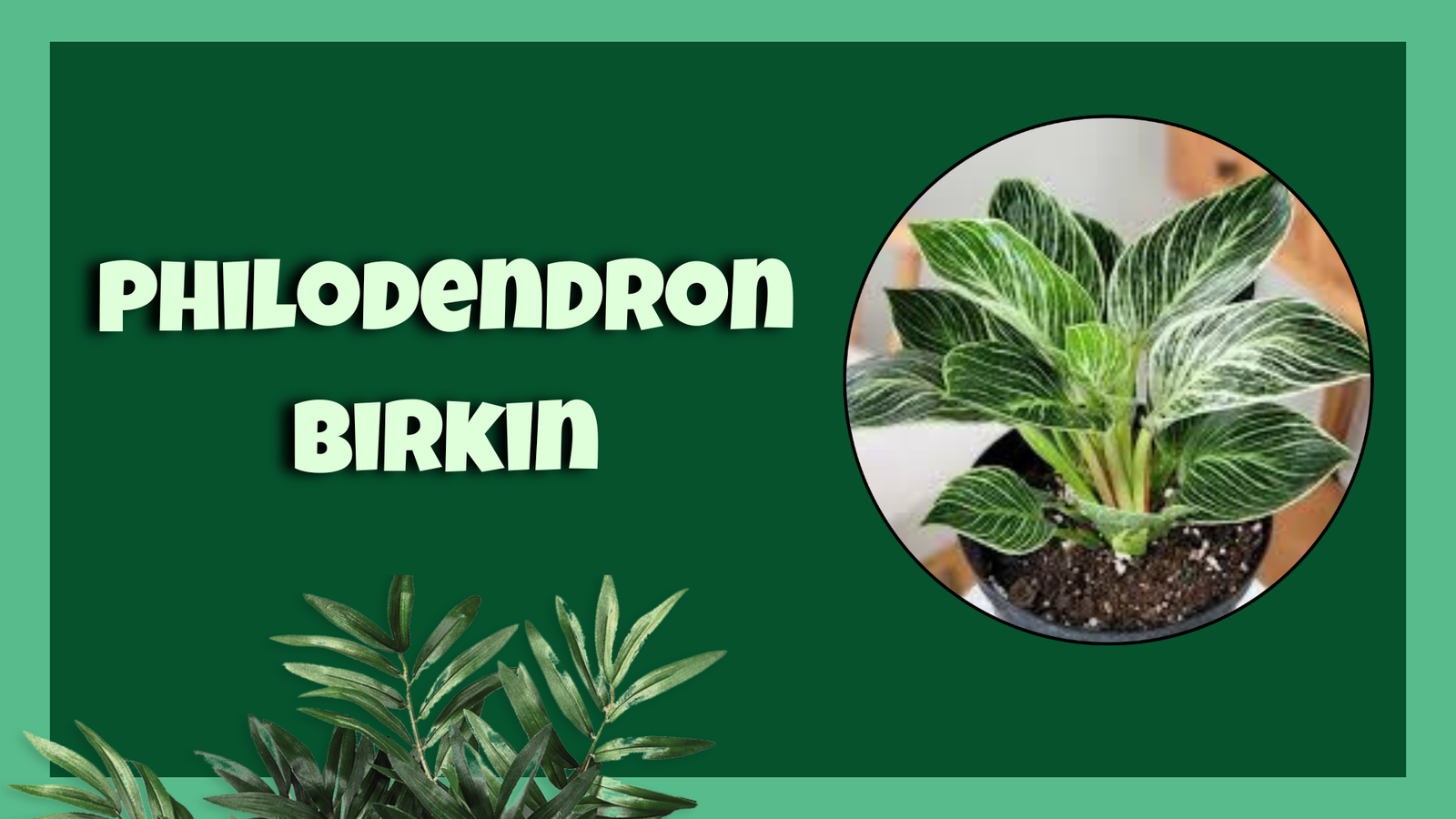 philodendron birkin