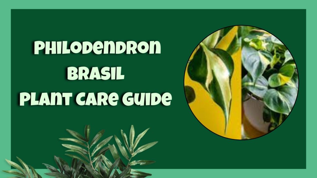 philodendron brasil 