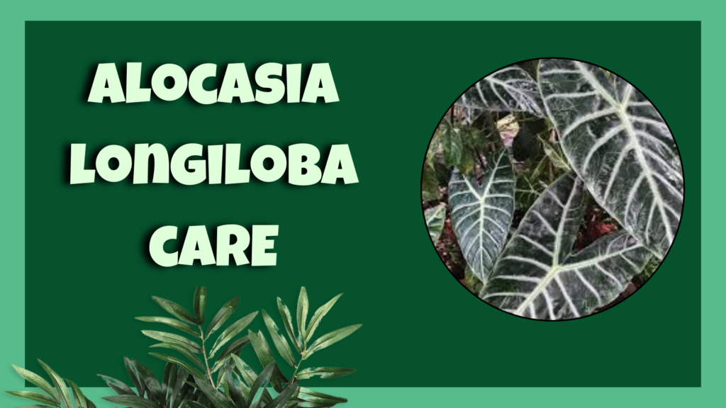 Alocasia longiloba
