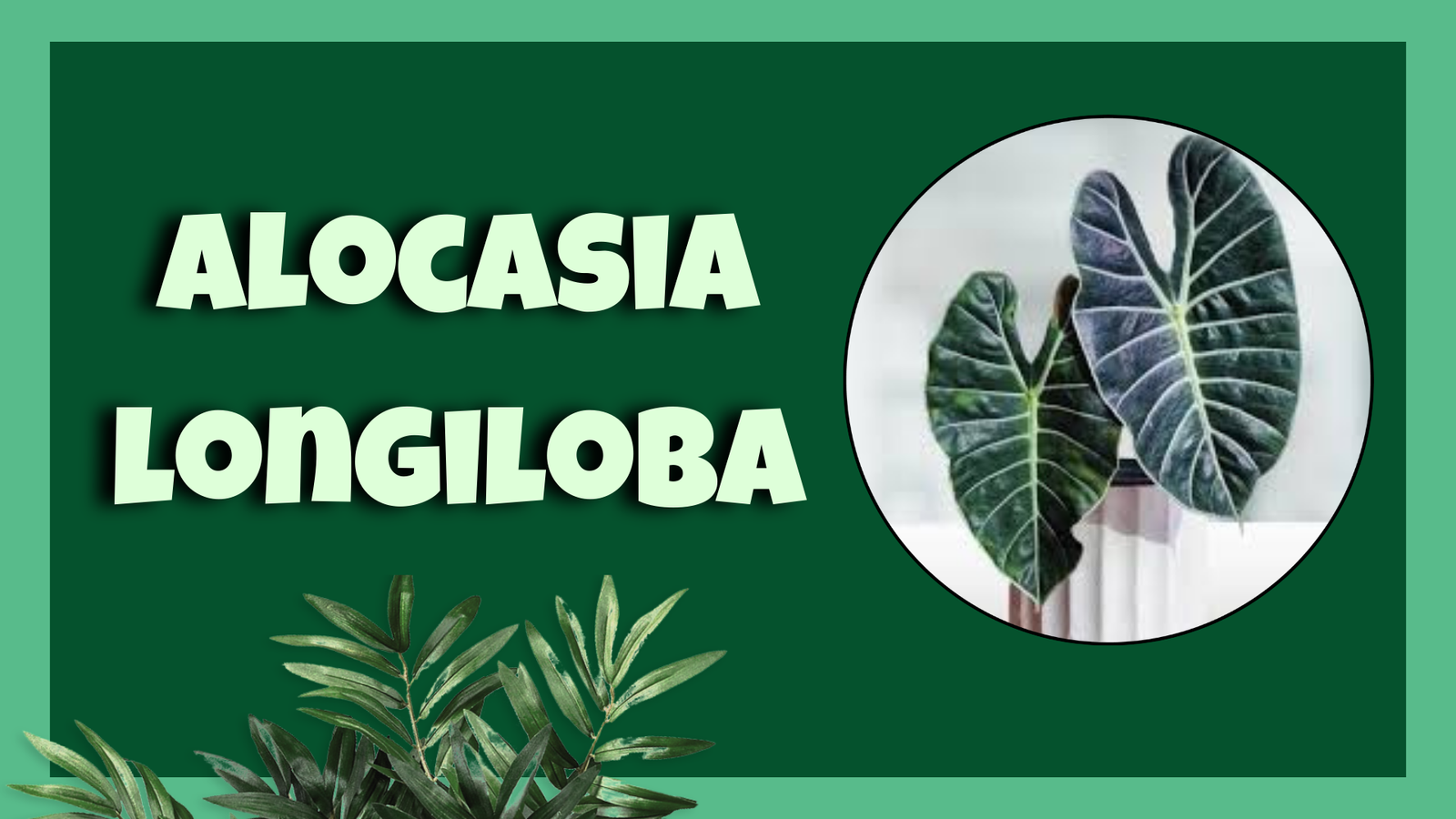 Alocasia longiloba