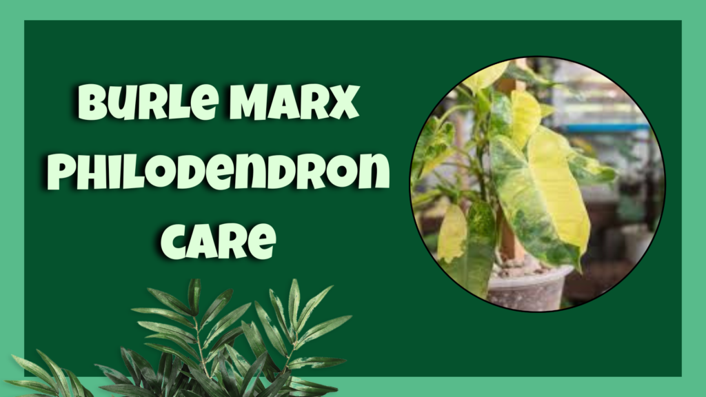 burle marx philodendron 