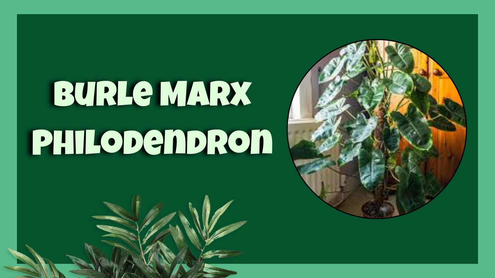 burle marx philodendron