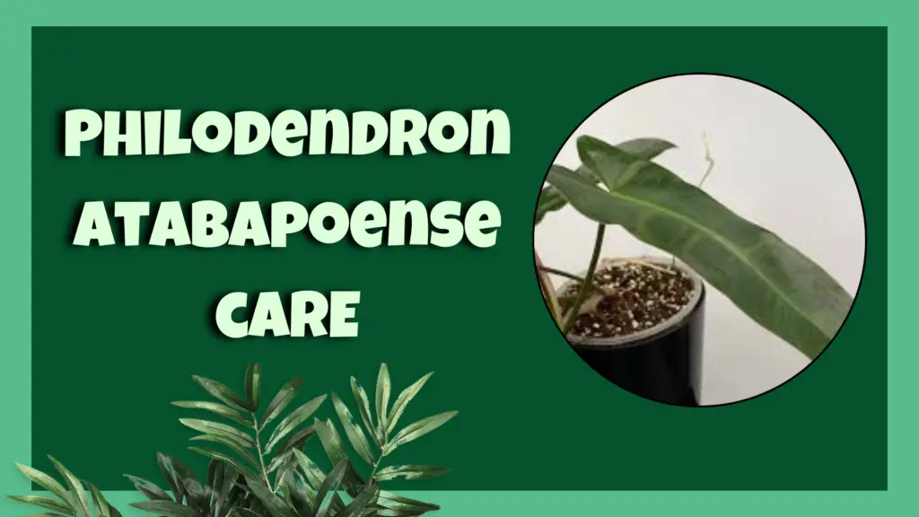  philodendron atabapoense
