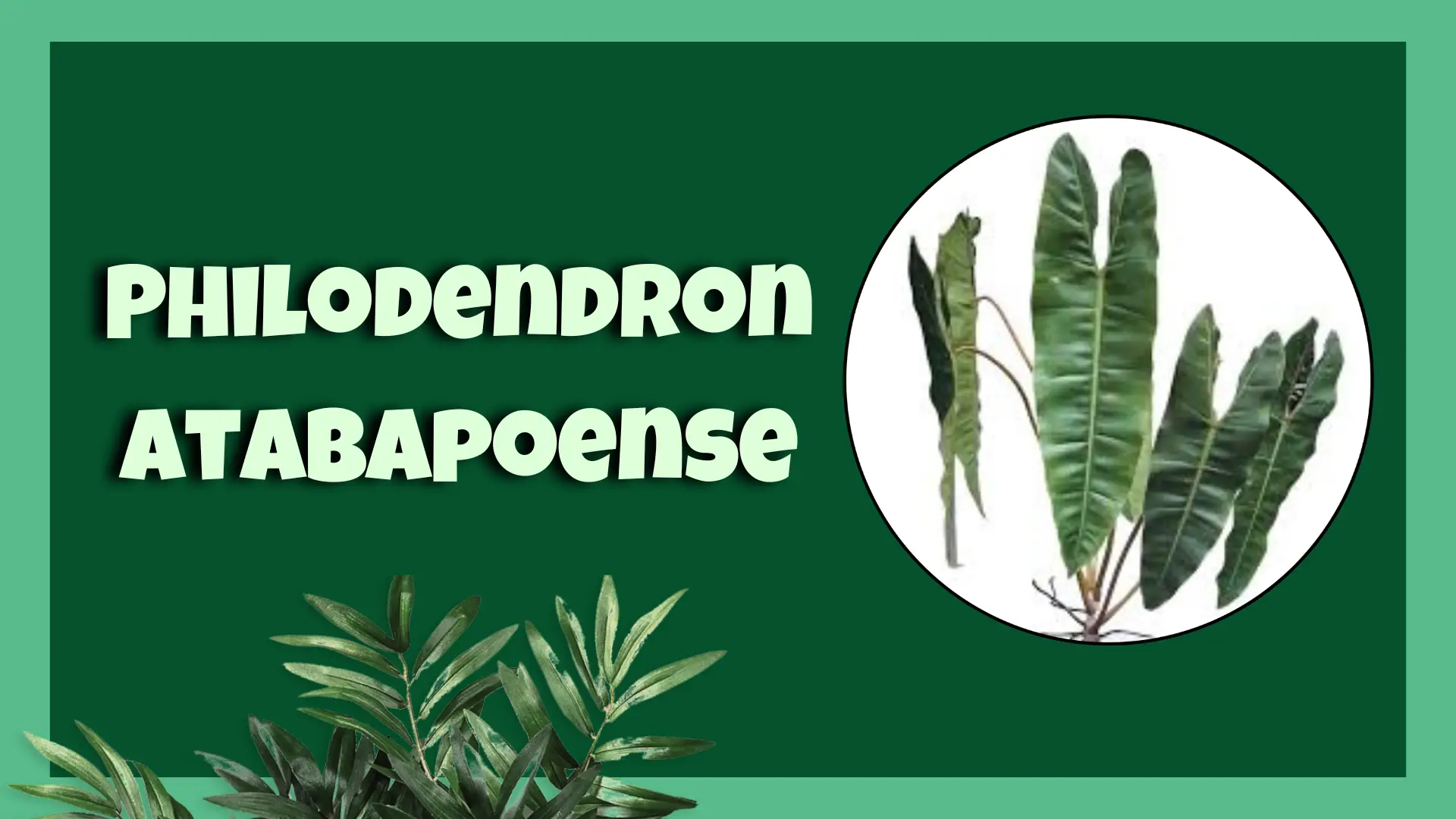 philodendron atabapoense