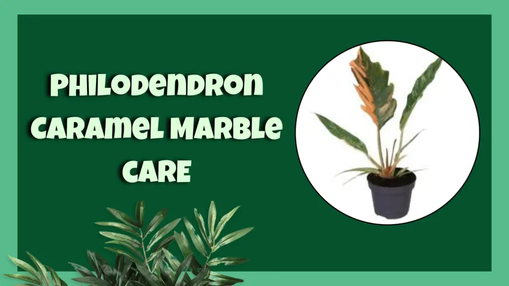 philodendron caramel marble 