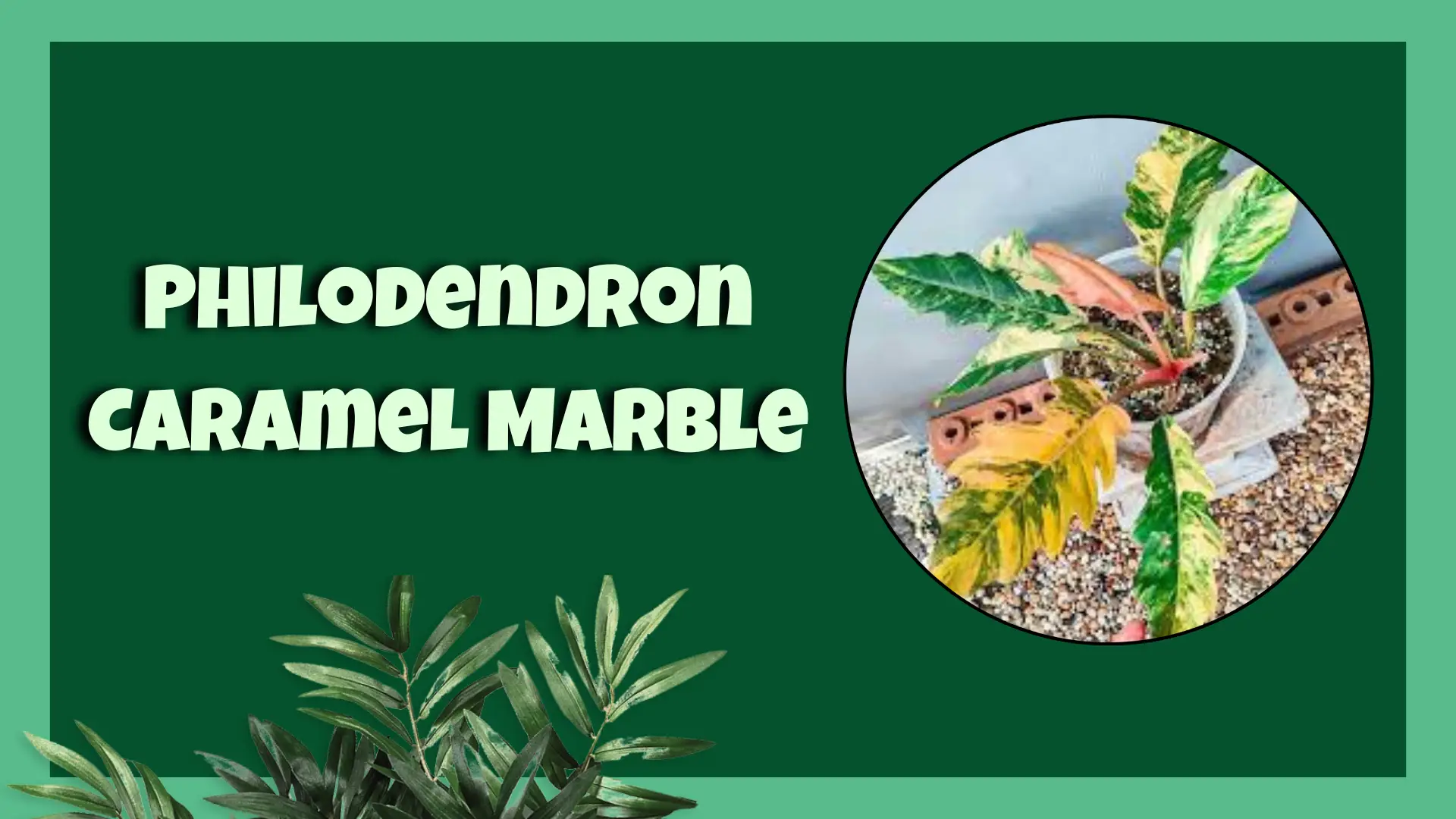 philodendron caramel marble