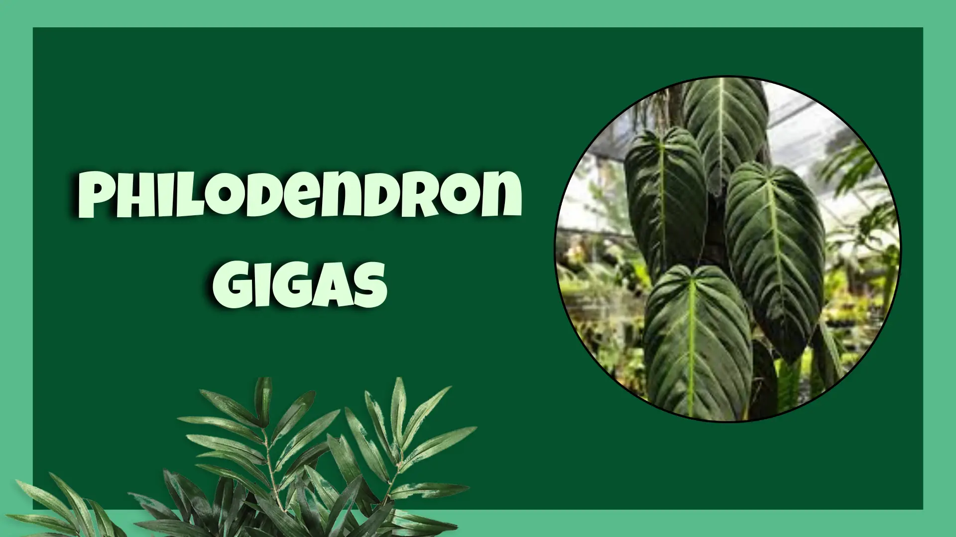 philodendron gigas​