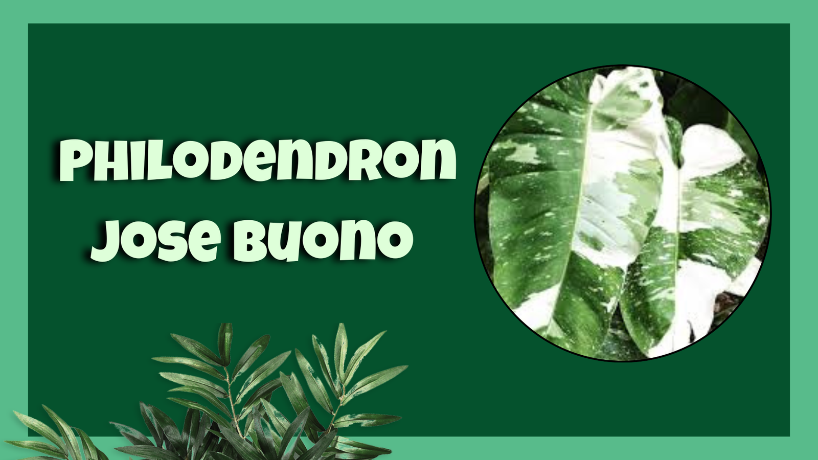 philodendron jose buono​