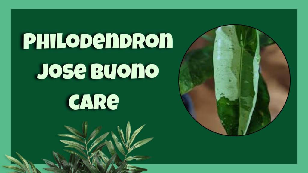 philodendron jose buono​ 