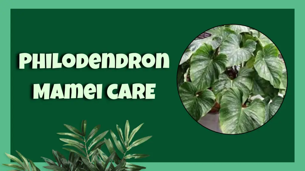 philodendron mamei​ 