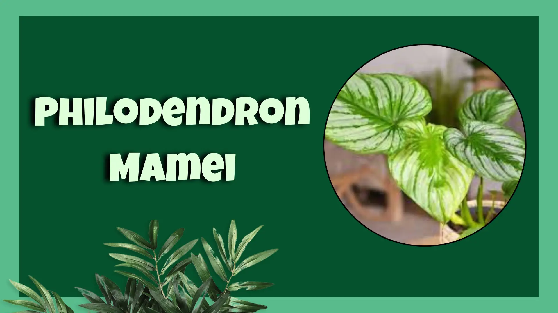 philodendron mamei​